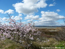 Floraison des amandier en février